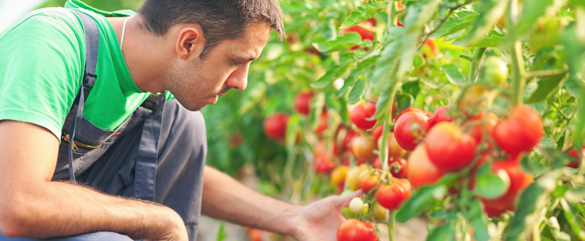 Onderzoek SEO: arbeidsmigranten essentieel voor Limburg